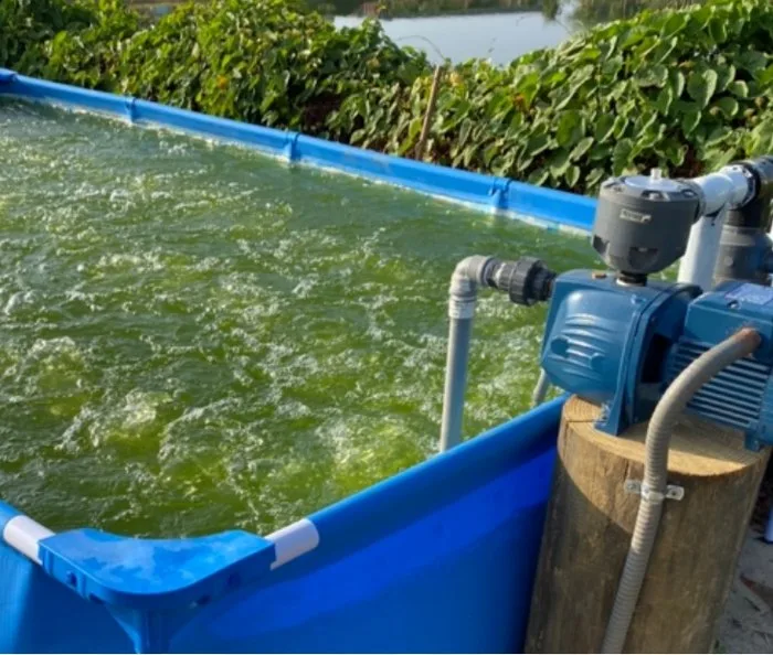Bomba de aireación junto a una piscina con cultivo de microalgas
