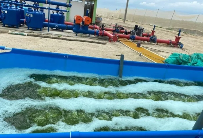 Cultivo de microalgas en plena aireación, con el cabezal de riego del fundo al fondo