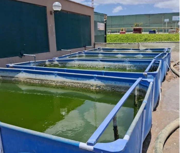 Piscinas en serie con cultivo de microalgas de color verde intenso